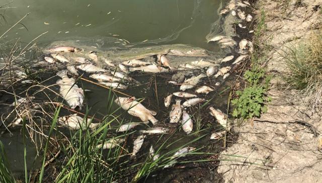 photo of dead fish in the Murray River