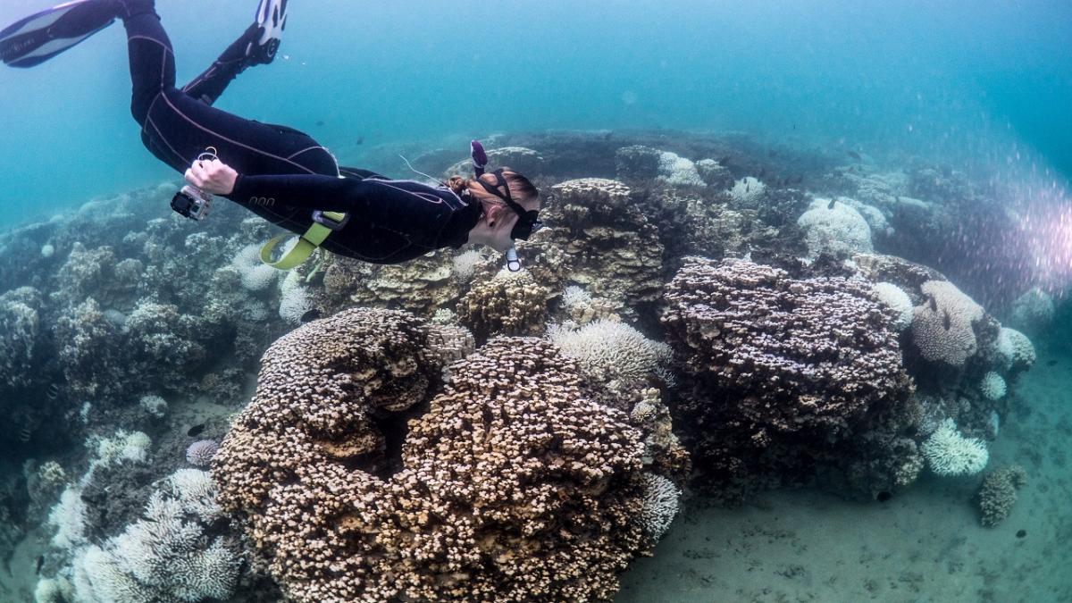 Image of scuba diver in coral reef