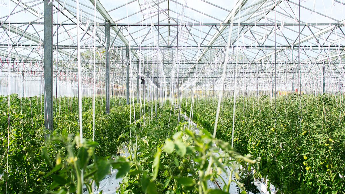 Rows of crops growing