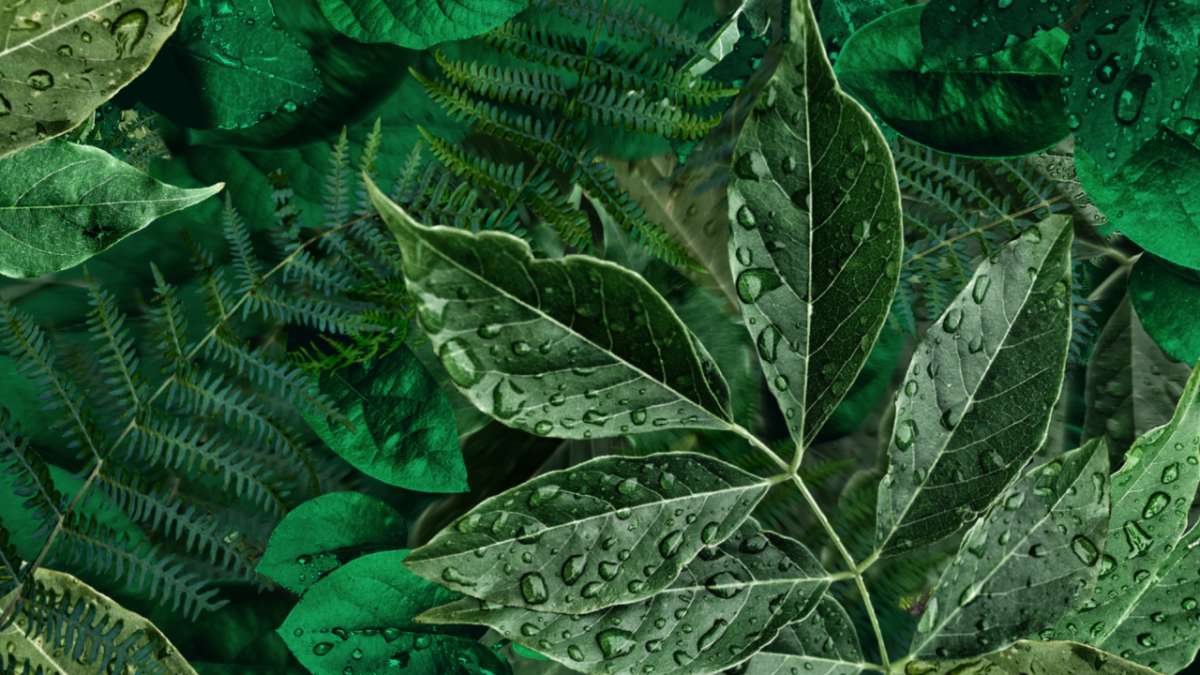 leaves